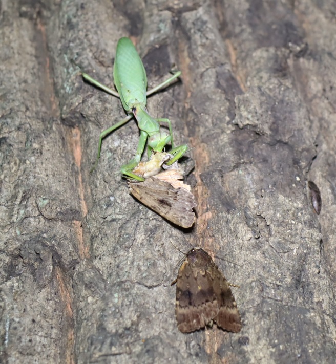 オオシマカラスヨトウを食べるハラビロカマキリ♀_No.5のクヌギ_クワガタ達のオアシス_2023年10月5日18時40分 気温19.2度